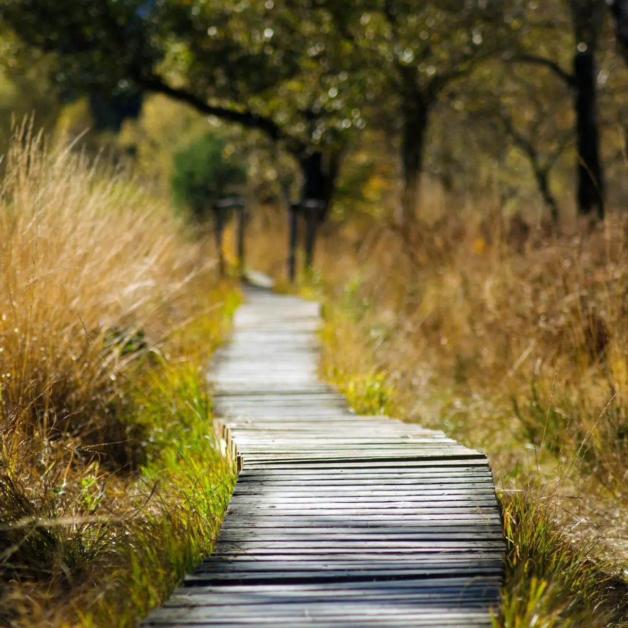 Walk, Talk, Grow Your Idea!